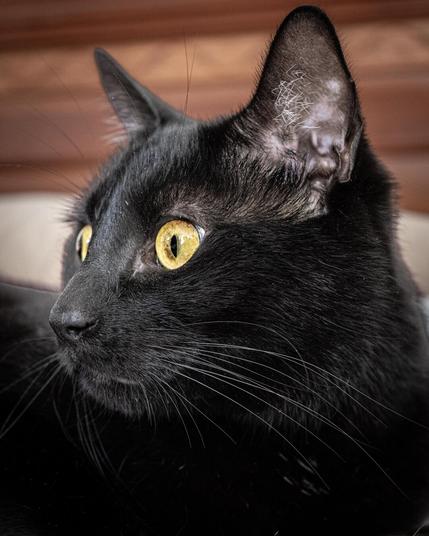 A close-up portrait of a sleek black cat with wide open, vibrant yellow-gold eyes looking off to the side. Its ears are alert and the lighting highlights its whiskers and soft white ear hair. The background is blurred warm brown.