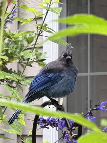 Black and blue bird with a crest sitting on a black hook. The body feathers are fluffed up a bit, making the bird look more round bodied. The bird is looking toward the camera with a slight head tilt. There are purplish blue salvia flowers below.