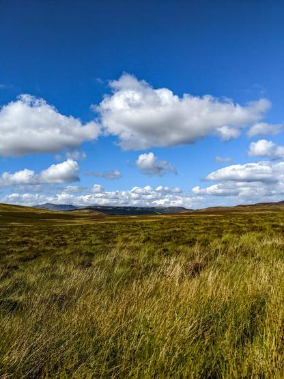 A vast landscape of windswept green and gold moorland grasses under a bright blue sky filled with fluffy white clouds.