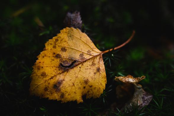 A close up photograph of a yellow birch leaf with a few brown spots, fallen and lying partly upright on a bed of dark green haircap moss. The stem of the leaf is pointing to the right and away.

In the middle of the leaf is a horizontal curving dark groove, resembling a closed eyelid.