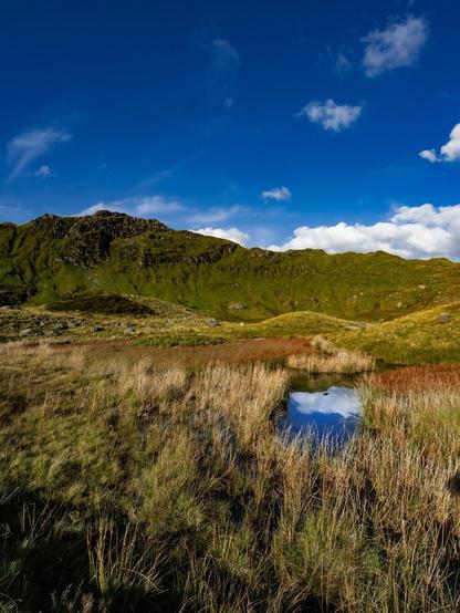 A landscape shot of Welsh highlands in Eryri (Snowdonia) on a sunny day. The foreground is filled with tall, wild, green and gold mountain grasses surrounding a tiny, pristine glacial tarn. The water's surface perfectly mirrors the deep blue sky and fluffy white clouds above. In the background, grassy green slopes rise toward a rocky mountain ridge under a bright blue sky with scattered white clouds.