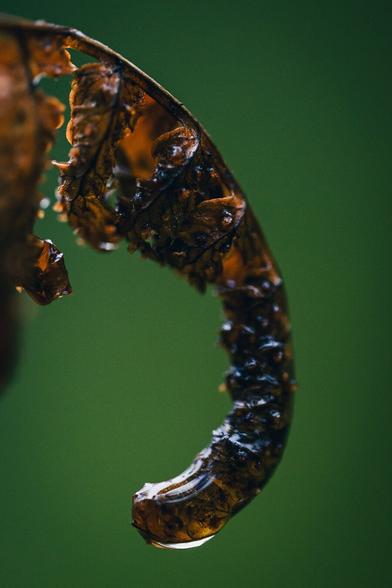 A vertical close up photograph of the curled tip of a fern frond. The fern is brown and wilted, in parts almost black, and its downwards hanging curl resembles the shape of an elephant's trunk.

The fern is soaking wet, glistening in the soft backlight.

The background is an almost uniform bluish green blur.