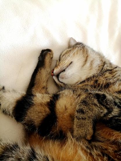 Farbfoto in senkrechter Aufsicht, Hochformat. Eine braun getigerte Katze liegt rücklings zu einem Kringel verdreht auf einer cremeweißen Decke. Die weiße Kinnpartie zeigt nach oben, die Nase berührt fast eine gestreckte Hinterpfote. Ein Vorderbein ist über das Hinterbein gestreckt, das andere liegt gekrümmt auf dem Bauch. Warmes Licht.
