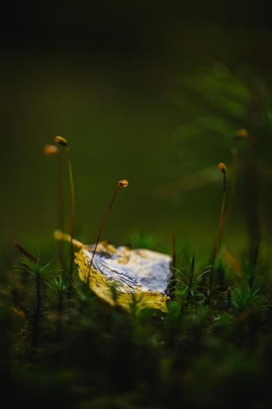 A vertical photograph of a yellow birch leaf that has fallen and lies on a patch of haircap moss. The leaf is wet from recent rainfall and glistening in the soft light. 

The leaf is surrounded by tall moss sporophytes, with tall slender stalks and cylindrical small spore pods pointing in different directions.

The background is a blurry olive green.