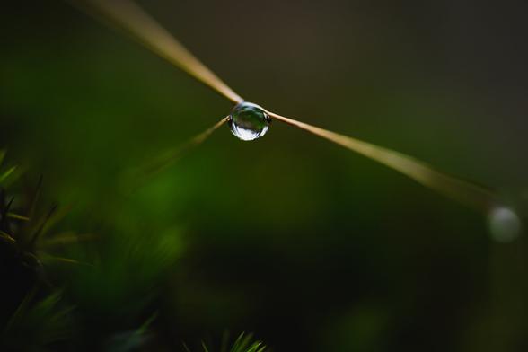 A photograph of a single large raindrop that is hanging right at the junction of two blades of grass meeting. One of the blades end at the spot while the other continues on both sides. The defocusing of the grass as they leave the droplet makes them almost look like three widening beams of light. 

In the lower left corner is a patch of spiky haircap moss, that dissolves into the blurry green background of the rest of the frame.