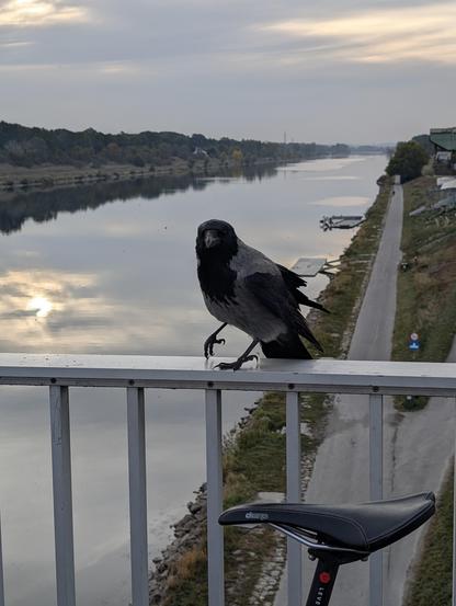 Foto einer Nebelkrähe mit grau-schwarzem Gefieder, die auf einem Brückengeländer aus Metall steht. Sie hat ihr rechtes Bein zum Körper angezogen und steht nur am linken. Sie sieht direkt zu uns rüber, im Vordergrund ist der Sattel eines Fahrrads zu sehen, das am Geländer lehnt. Im Hintergrund fließt ein breiter Fluss zum Horizont, links und rechts sind die Ufer mit Bäumen, Wiesen und Gebüsch bedeckt.