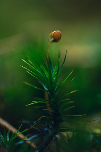 A vertical close up photograph of a sporophyte of haircap moss, hiding behind a spiky leaved green stem of the same moss.

The slender stalk of the sporophyte, almost hidden behind the green leaves is slightly out of focus, with the spore pod on top facing directly toward the camera with its perfectly circular light brown end.

The background is a green blur where more moss can be discerned as darker green spots.