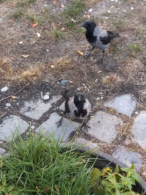 Video zweier Krähen, die vordere steht auf Kopfsteinpflaster vor einem Brunnen und sieht direkt zu uns rauf, hinter ihr ist eine weitere Krähe, die nach links sieht. Ich werfe eine Erdnuss in Richtung der vorderen Krähe, die Nuss prallt vom Boden ab und fliegt rechts aus dem Bild. Die Krähe sieht wieder wartend zur Kamera, ich werfe eine zweite Nuss. Auch diese prallt vom Boden ab, eine dritte Krähe holt sie sich sofort, die erste Krähe dreht sich wieder zu uns, ich werfe eine dritte Nuss, diese holt sie sich vom Boden, knapp bevor eine weitere Krähe sie erwischt und fliegt damit davon.