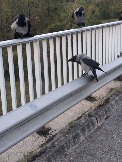 Video von drei Krähen auf einer Brücke, zwei stehen am Geländer, einer darunter auf einer Leitplanke. Im Hintergrund kräht eine Krähe etwas heiser, die Krähe im Vordergrund gibt ein gurrendes Geräusch von sich und bewegt den Körper dabei auf und ab.