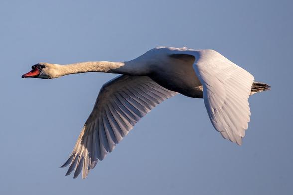 Fliegender Höckerschwan