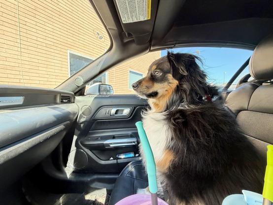 Rocco the dog in the passenger seat