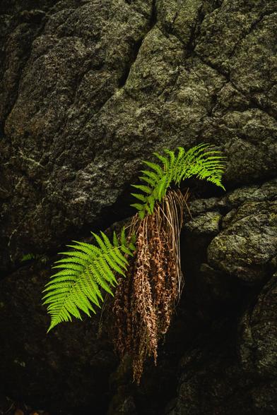 A photograph of a section of vertical grey rock wall. The structure of the rock surface is quite rough, and there are long deep cracks running along different directions across the image. Just under one of the deepest cracks there is a prominent cluster of ferns growing. The are two bright green fern fronds in a diagonal pattern, one pointing up and right and the other down and left. Below them a cluster of wilted, dry and brown fronds hang, some of the probably from last year.

The light on the rock wall is brighter toward the top and at the bottom the rock lies in deep shadow.