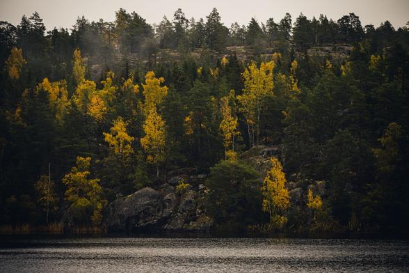 A moderate telephoto landscape with a mixed autumn forest on the other side of a small lake. The forest grows on a rocky, steep hill side, with about equal amount of intensely yellow deciduous trees and deep green conifers. The are two large sections of bare rock, one the slopes up to the right from the shore of the lake and one across the image at the very top of the hill. 

Near the top left, a very small patch of fog is visible among the trees and the small sliver of sky above is overcast but quite bright.

The water of the lake appears dark where it's calm and bright where tiny ripples reflect the light from the sky.