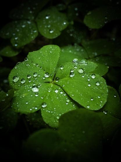 Macro photo of a vibrant green three-leaf clover covered in glistening raindrops. The background is dark and blurred.