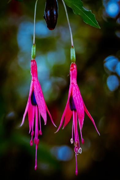 Two vibrant pink and purple fuchsia flowers covered in tiny raindrops hang down against a softly blurred background of green and blue foliage.