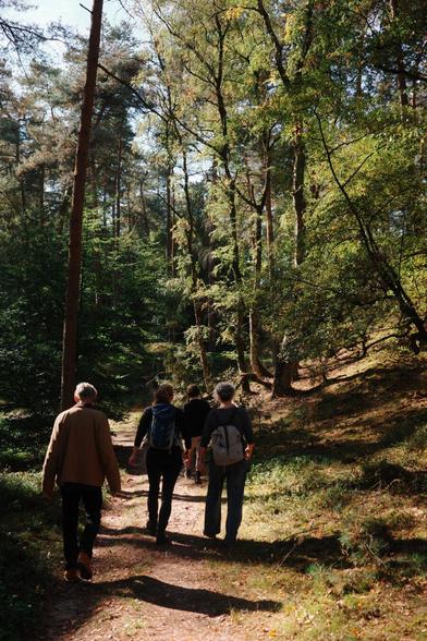A group of people walking through the forest on a sunny day.